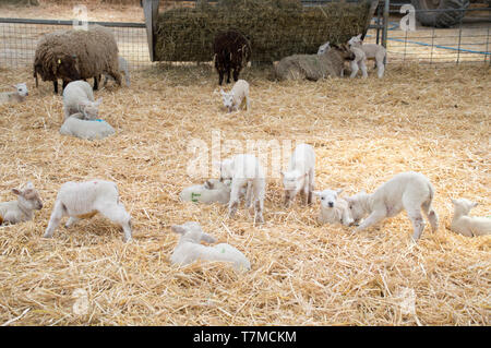 Baby lambs in a farm Stock Photo