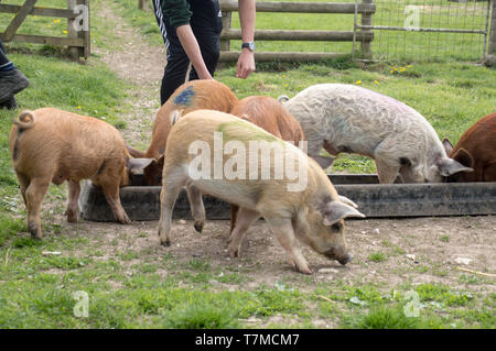 Pig race in a farm Stock Photo