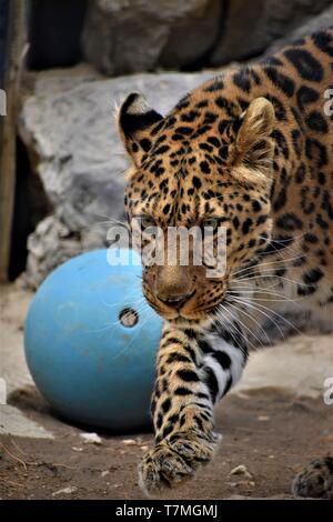 North China Leopard Stock Photo