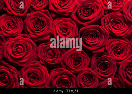 Red roses background Stock Photo