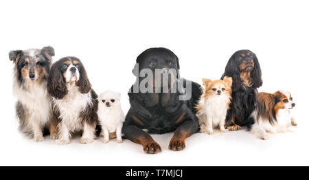 group of dogs in front of white background Stock Photo