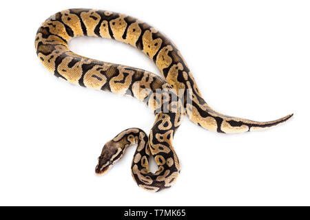 Ball python in front of white background Stock Photo