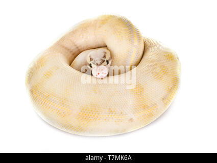 Ball python in front of white background Stock Photo