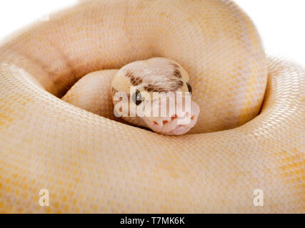 Ball python in front of white background Stock Photo