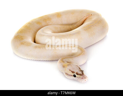 Ball python in front of white background Stock Photo
