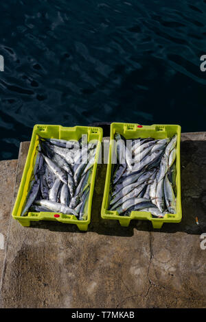 Atlantic mackerel (Scomber scombrus), in a yellow plastic box, in a port close to the water Stock Photo