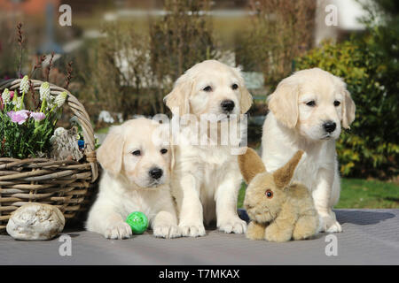 Golden Retriever. Three puppies (females, 7 weeks old) with plush bunny and flower basket. Germany Stock Photo