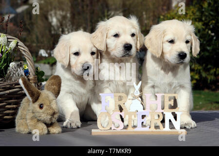 Golden Retriever. Three puppies (females, 7 weeks old) with plush bunny and sign 'Happy Easter'. Germany Stock Photo