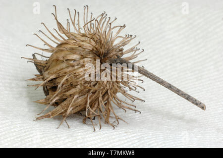 Hairy Burdock (Arctium tomentosum). Prickly seed head isolated on white. Germany Stock Photo