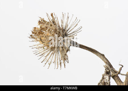 Hairy Burdock (Arctium tomentosum). Prickly seed head isolated on white. Germany Stock Photo