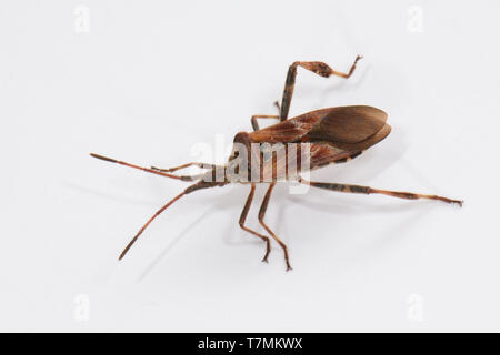 Western Conifer Seed Bug (Leptoglossus occidentalis). Adult isolated on white background. Germany