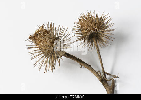 Hairy Burdock (Arctium tomentosum). Prickly seed heads isolated on white Stock Photo