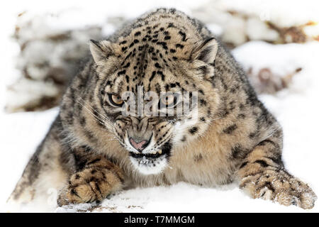 The snow leopard is a large cat from the mountain ranges of Central and South Asia in the alpine zones at elevations of 10,000 to 15,000 feet. Stock Photo