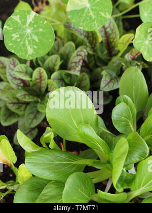 Eat your greens, salad leaves, lettuces and sorrel green and growing in a kitchen garden vegetable patch Stock Photo
