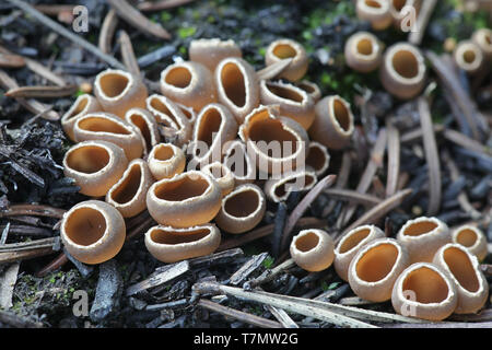 Geopyxis carbonaria, known as the charcoal loving elf-cup, dwarf acorn cup, stalked bonfire cup, or pixie cup Stock Photo