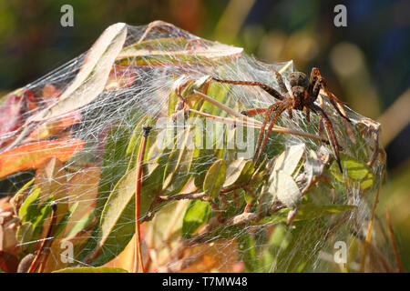 Raft spider, Dolomedes fimbriatus, a female guarding nest Stock Photo