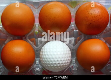 white golf ball between eggs in egg packing,difference concept Stock Photo