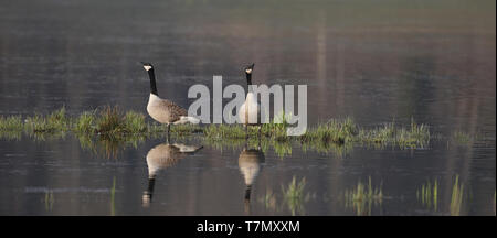 Canada goose pair in wetland, honking and ready to take off Stock Photo