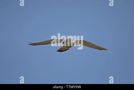 Kestrel, Falco tinnunculus, flying under blue sky Stock Photo