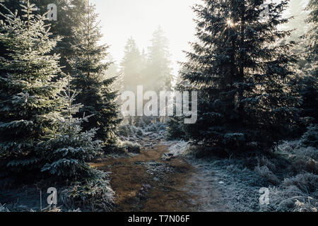 The morning light in the forest. The rays of the sun penetrate the frozen forest in the national Park Harz Stock Photo