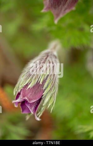 bud of a pasque flower endangerd species Stock Photo