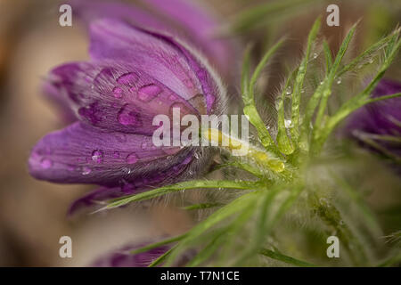 close up of a pasque flower bud wetted by dew Stock Photo