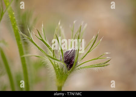 little bud of a oasque flower endangered plant Stock Photo