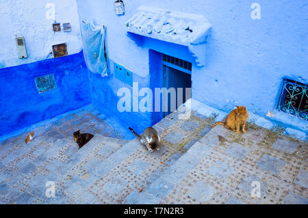 Chefchaouen, Morocco : Cats line along the steps opposite a blue-washed house in the alleyways of the medina old town. Stock Photo