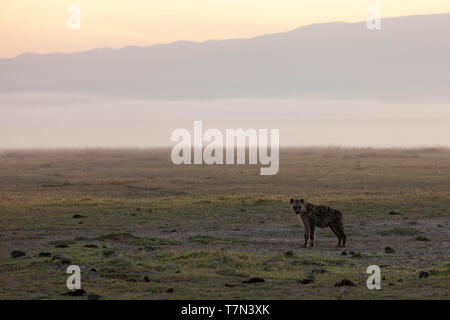 Cool early morning light at sunrise, hills and hyena in the mist, landscape format, Ol Pejeta Conservancy, Laikipia, Kenya, Africa Stock Photo