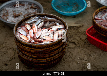 A weaved bamboo tray full of small freshly caught fish on a beach getting ready for the local wholesale market in a beach of Da Nang City, Vietnam Stock Photo