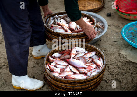 A weaved bamboo tray full of small freshly caught fish on a beach getting ready for the local wholesale market in a beach of Da Nang City, Vietnam Stock Photo