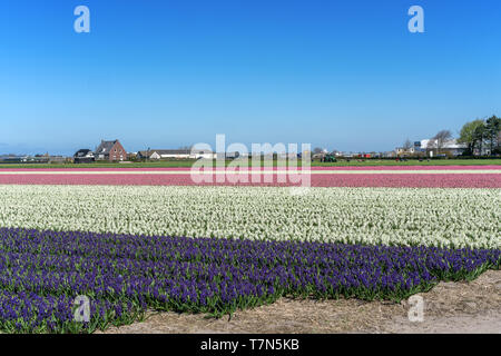 Flower fields of multicolored hyacinths along the canal in the northern part of Holland, in the Stock Photo