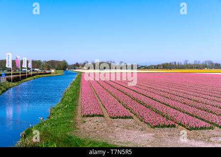 Flower fields of multicolored hyacinths along the canal in the northern part of Holland, in the Stock Photo