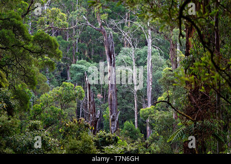 Australia - Dandenong Ranges, Dandenongs are a set of low mountain ranges, Mount Dandenong, east of Melbourne, Victoria, Australia. National Park. Stock Photo