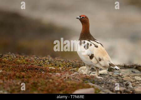 Willow Ptarmigan in the norwegian tundra. Stock Photo