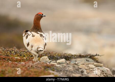 Willow Ptarmigan in the norwegian tundra. Stock Photo