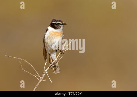 Canary Island Stonechat (Saxicola dacotiae), endemitic species of Canary Islands, sitting on the branch and stone in the nice sun and light, isolated  Stock Photo
