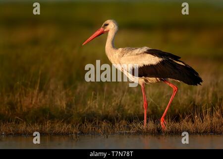 White Stork (Ciconia ciconia) on the lake side in Romania. Searching fot the food. Stock Photo