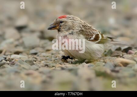 Arctic Redpoll - Acanthis hornemanni known in North America as the hoary redpoll, is a bird species in the finch family Fringillidae. It breeds in tun Stock Photo