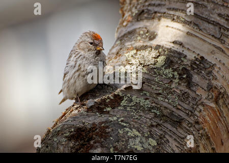 Arctic Redpoll - Acanthis hornemanni known in North America as the hoary redpoll, is a bird species in the finch family Fringillidae. It breeds in tun Stock Photo