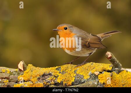 European Robin - Erithacus rubecula sitting on the branch, perching, Stock Photo