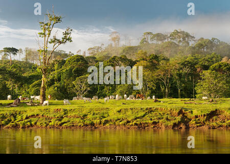 Costa Rica landscape from Boca Tapada, Rio San Carlos. Riverside with meadows and cows, tropical cloudy forest in the background. Stock Photo