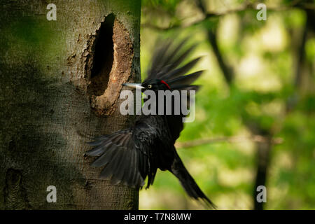 Black Woodpecker - Dryocopus martius female sitting on the tree trunk next to the hole and changing male in sitting on the eggs. Stock Photo