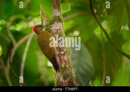 Rufous-winged Woodpecker - Piculus simplex bird in the family Picidae,found in Costa Rica, Honduras, Nicaragua, Panama, in subtropical or tropical moi Stock Photo