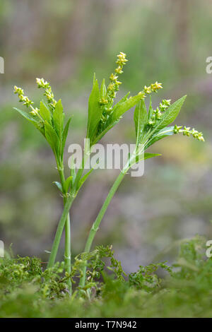 Dogs Mercury (Mercurialis perennis), flowering stems. Tyrol, Austria Stock Photo