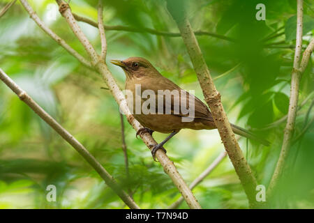 Clay-colored Thrush - Turdus grayi common Middle American bird of the thrush family (Turdidae), national bird of Costa Rica, known as the yiguirro. Cl Stock Photo