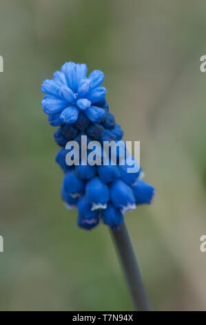 Muscari flowers in spring garden, close up Stock Photo