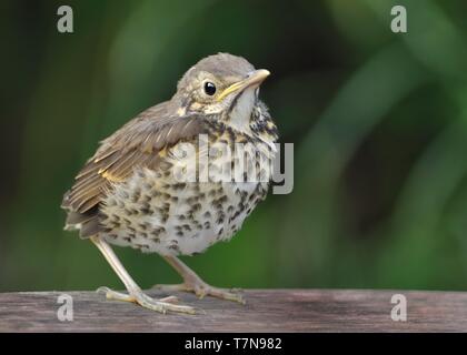 Song Thrush - Turdus philomelos juvenile, youngster, chick, young bird. Stock Photo