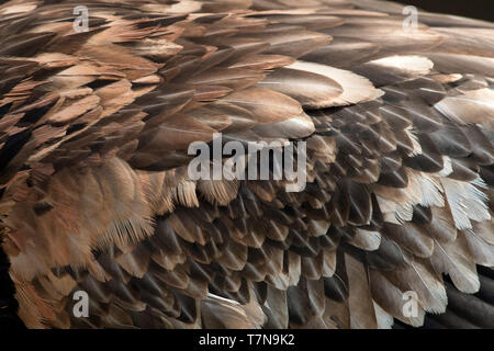 Bearded Vulture, Lammergeier (Gypaetus barbatus). Close-up of feathers. Austria Stock Photo