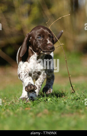 German Shorthaired Pointer. Female puppy (6,5 month old) carrying a twig. Germany Stock Photo